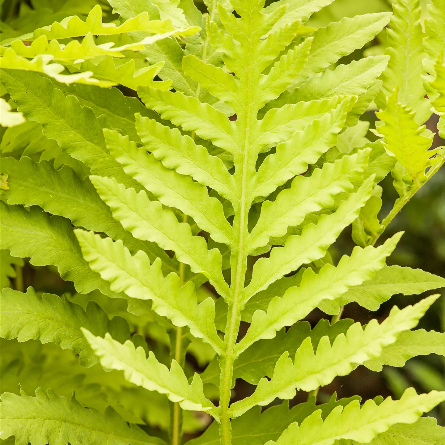 Farne kaufen für Garten und Balkon