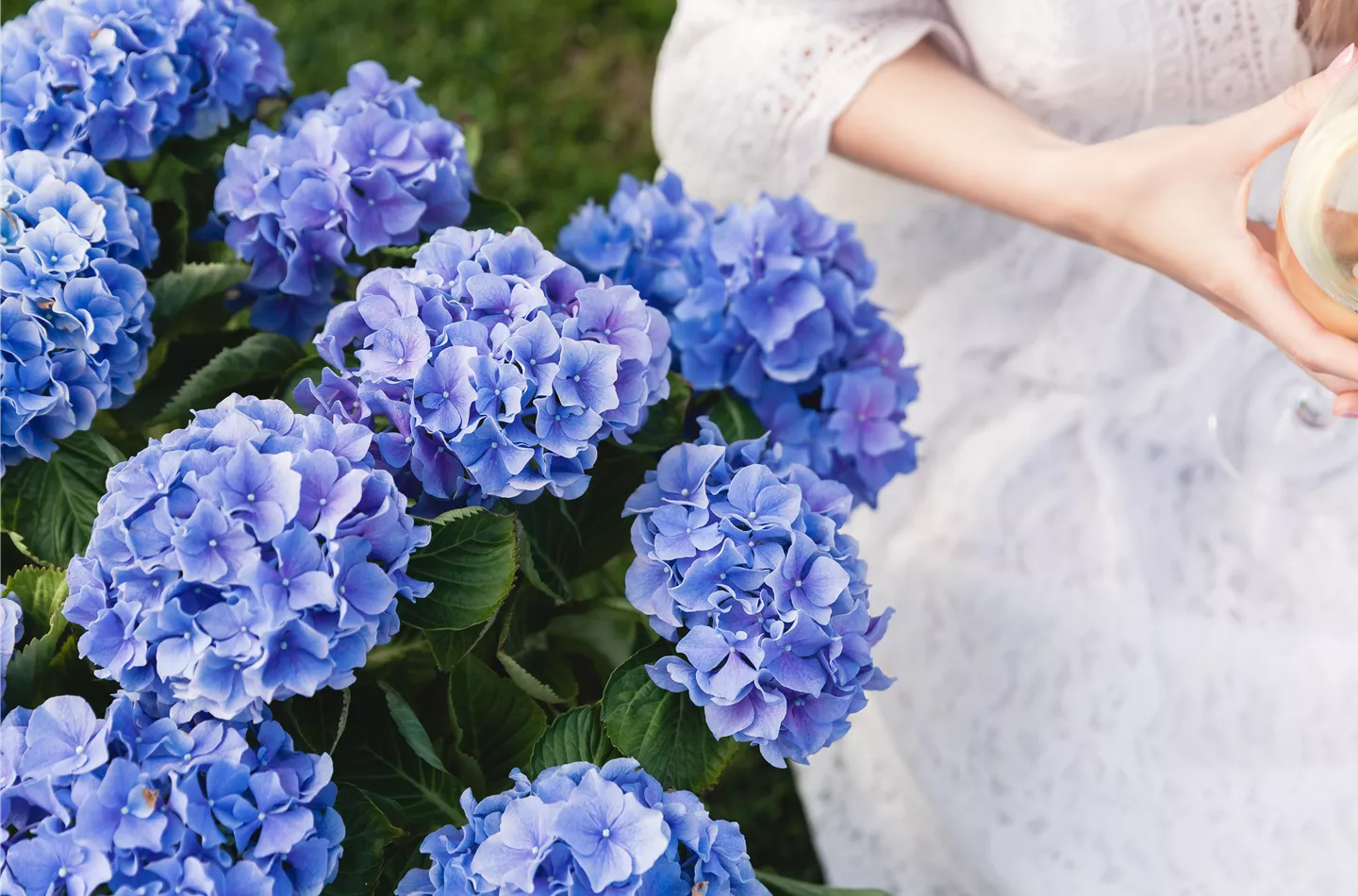 Blaue Hortensie im Frühling
