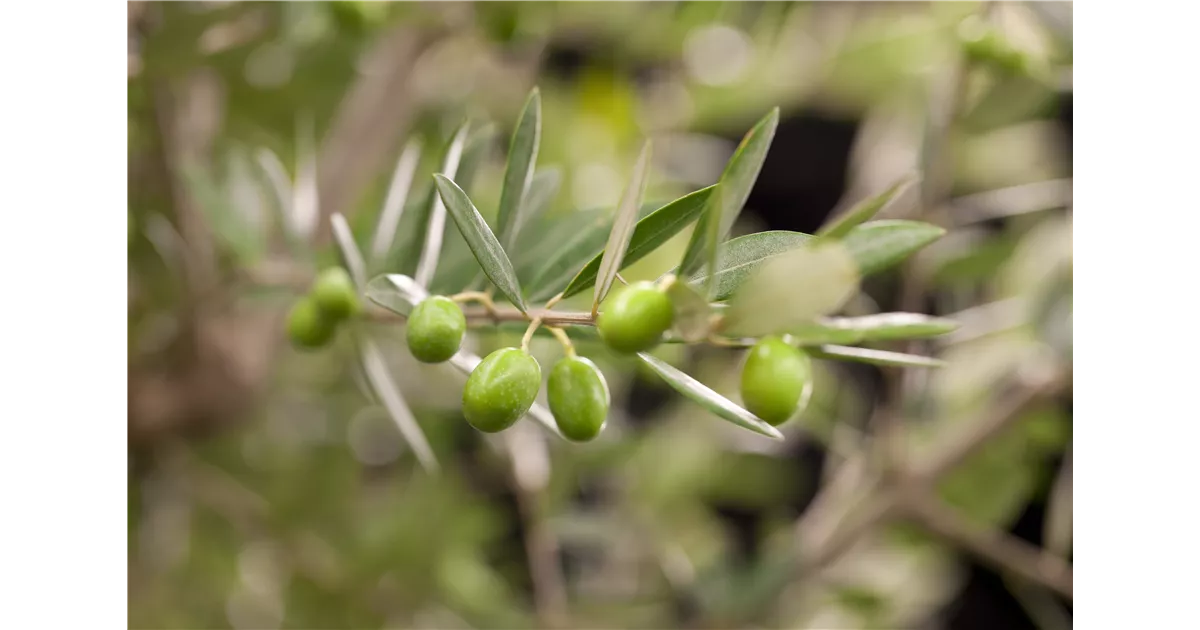 Mediterrane Pflanzen kaufen für Garten und Balkon