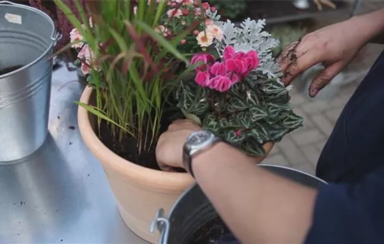 Blumenkübel - Bepflanzung für den Herbst Blumenkübel - Bepflanzung für den Herbst