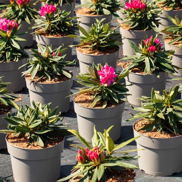 Eigene Produktion Eigene Produktion