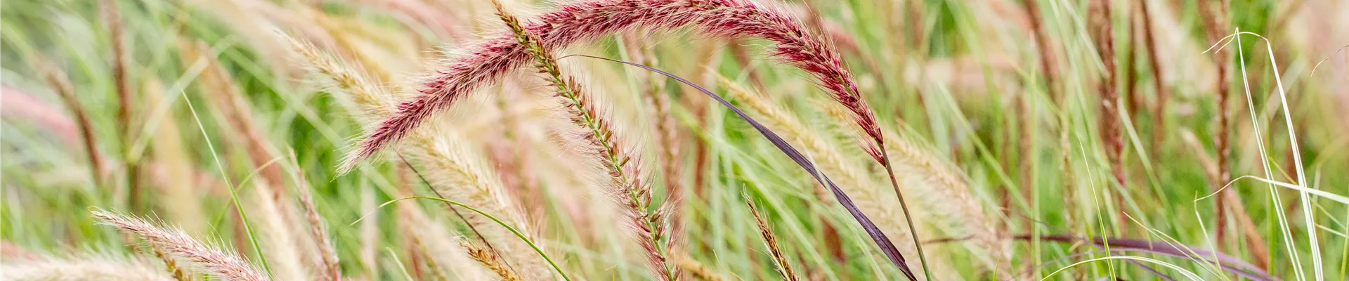 Pennisetum setaceum 'Sky Rocket'(s) Pennisetum setaceum 'Sky Rocket'(s)