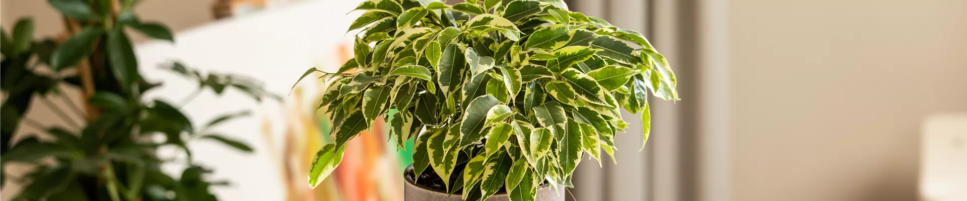 Ficus benjamina 'Kinky' Ficus benjamina 'Kinky'