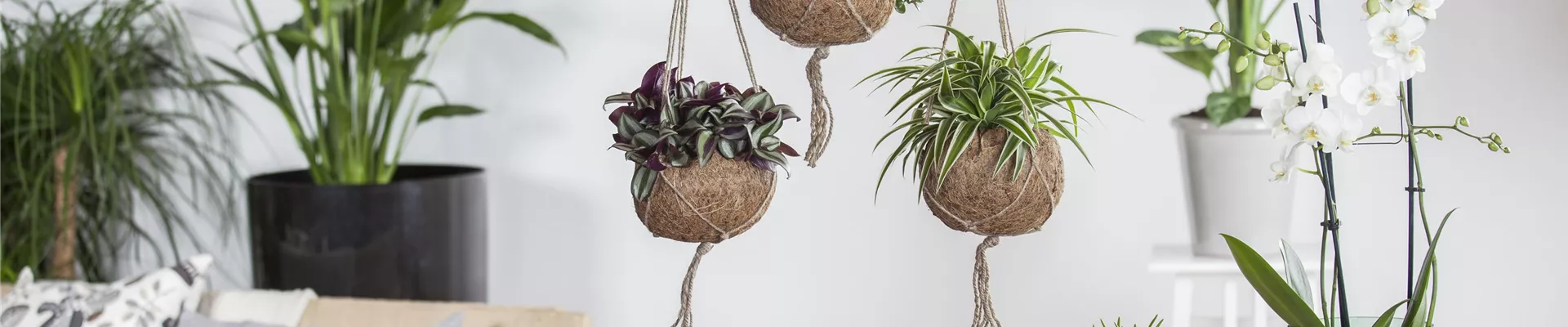 Tradescantia zebrina