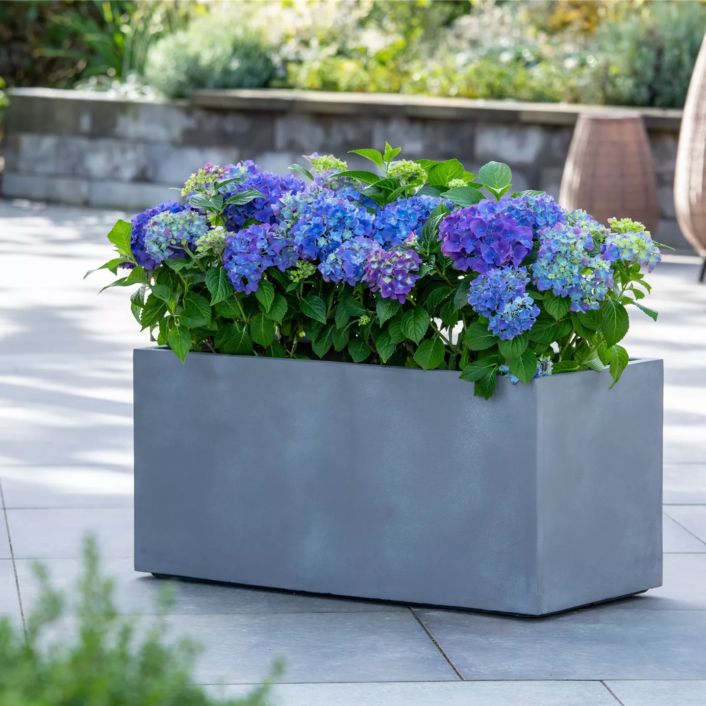 Leihpflanzen Leihpflanzen