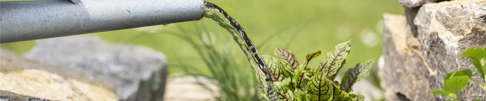 Blutampfer gießen Blutampfer gießen