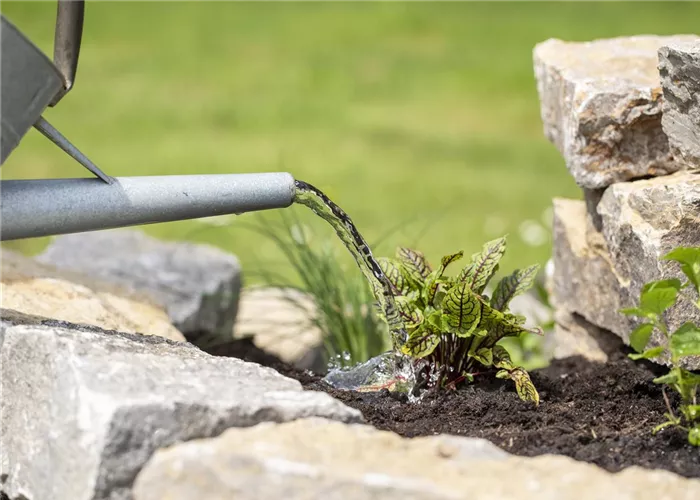 Flüssigdünger Flüssigdünger