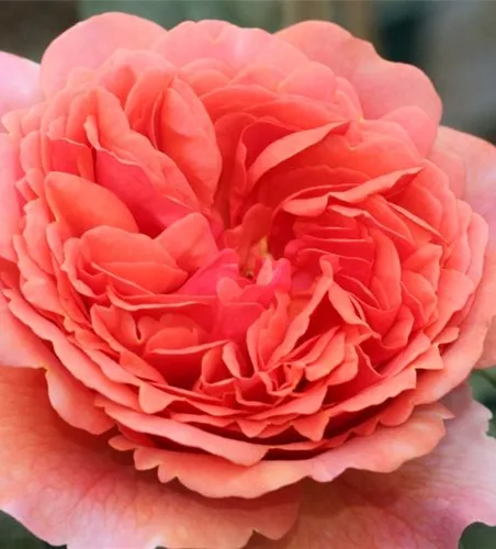 Nostalgische Rose 'Chippendale'® Nostalgische Rose 'Chippendale'®