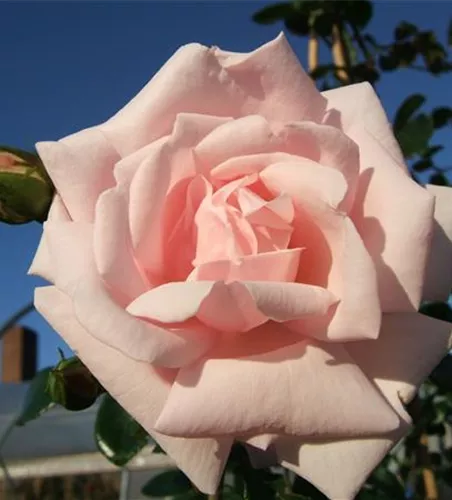 Kletterrose 'New Dawn' Kletterrose 'New Dawn'