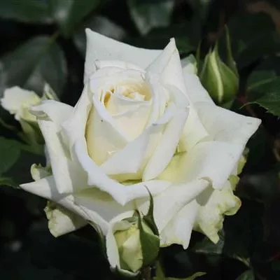 Kletterrose 'Alaska'® Kletterrose 'Alaska'®