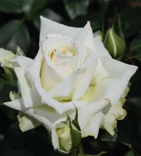 Kletterrose 'Alaska'® Kletterrose 'Alaska'®