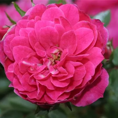 Zwergrose 'Hobby'® Zwergrose 'Hobby'®