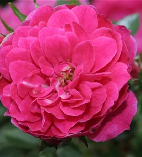 Zwergrose 'Hobby'® Zwergrose 'Hobby'®