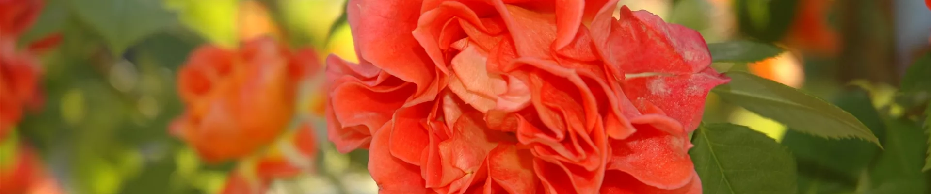 Zwergrose, orange Zwergrose, orange