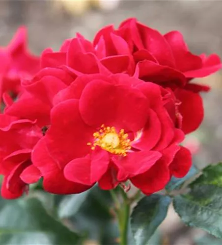 Bodendeckerrose 'Matador'® Bodendeckerrose 'Matador'®