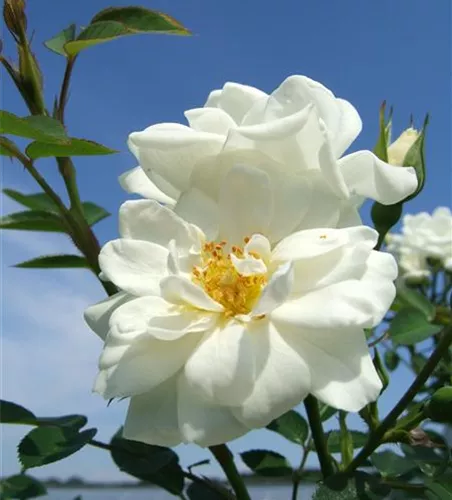Bodendecker Rose 'Kent'® Bodendecker Rose 'Kent'®