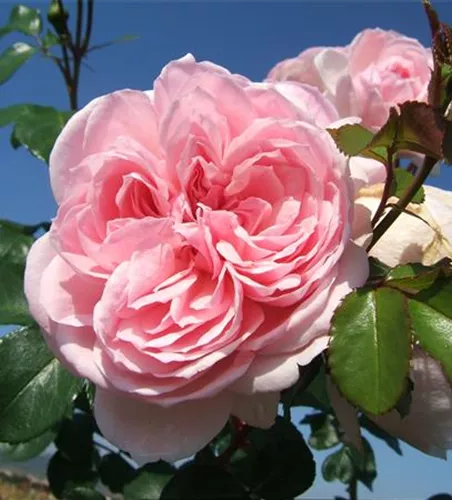 Strauchrose 'Cinderella'® Strauchrose 'Cinderella'®