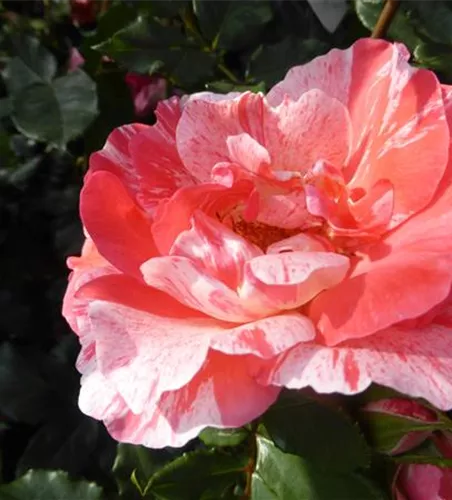 Edelrose 'Grimaldi' Edelrose 'Grimaldi'