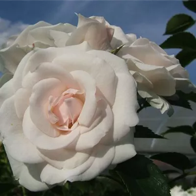 Beetrose 'Aspirin-Rose'®