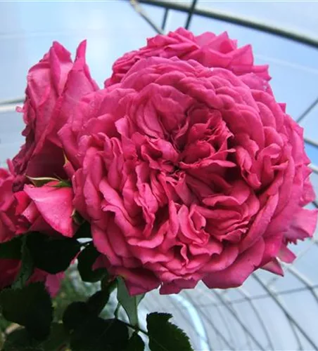 Kletterrose 'Laguna'® Kletterrose 'Laguna'®