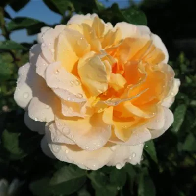 Edelrose 'Amélie Nothomb'® Edelrose 'Amélie Nothomb'®