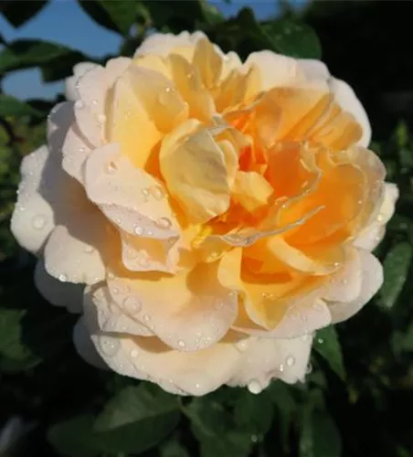 Edelrose 'Amélie Nothomb'® Edelrose 'Amélie Nothomb'®