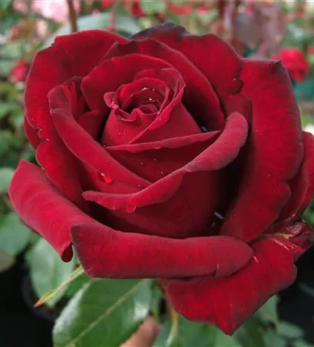 Edelrose 'Ingrid Bergmann'® Edelrose 'Ingrid Bergmann'®