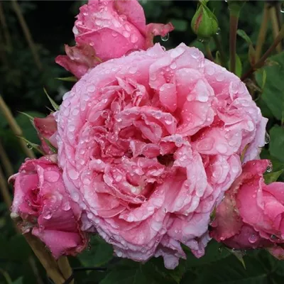 Kletterrose 'Bienvenue'® Kletterrose 'Bienvenue'®