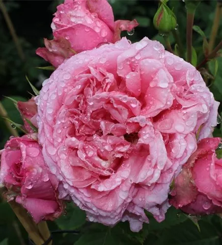 Kletterrose 'Bienvenue'® Kletterrose 'Bienvenue'®