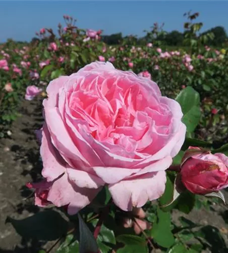 Kletterrose 'Kiss me Kate'® Kletterrose 'Kiss me Kate'®