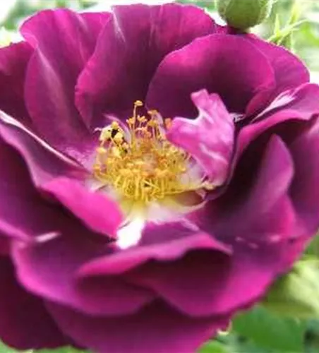 Beetrose 'Rhapsody in Blue'® Beetrose 'Rhapsody in Blue'®