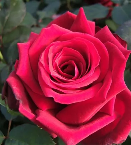 Edelrose 'Duftzauber 84'® Edelrose 'Duftzauber 84'®