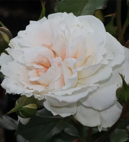 Beetrose 'Petticoat'® Beetrose 'Petticoat'®