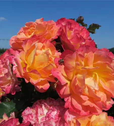 Strauchrose 'LandLust'® Strauchrose 'LandLust'®