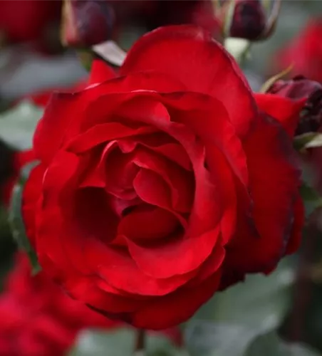 Kletterrose 'Messire Delbard' Kletterrose 'Messire Delbard'