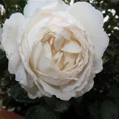 Englische Rose 'Desdemona'® Englische Rose 'Desdemona'®