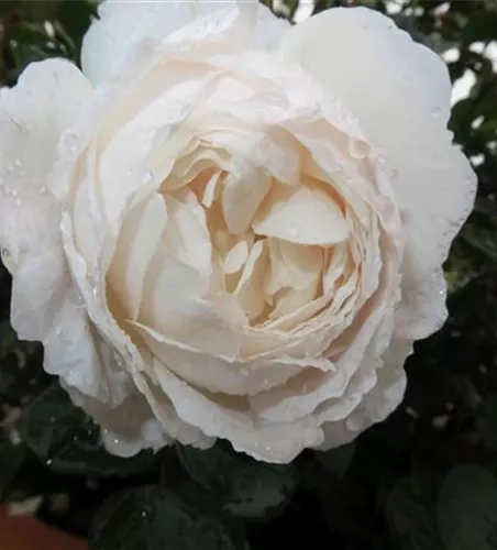 Englische Rose 'Desdemona'® Englische Rose 'Desdemona'®