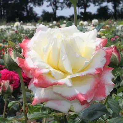 Edelrose 'Athena'® Edelrose 'Athena'®