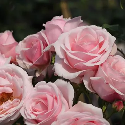 Kletterrose 'Billet Doux'® Kletterrose 'Billet Doux'®