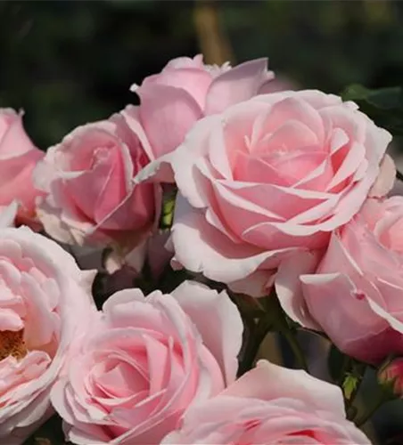 Kletterrose 'Billet Doux'® Kletterrose 'Billet Doux'®