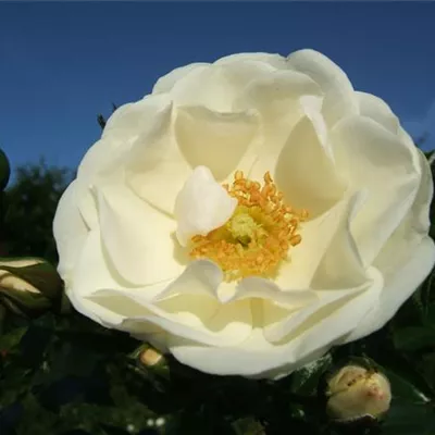 Beetrose 'Innocencia'®