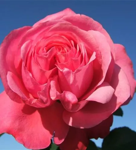 Kletterrose 'Rosanna'® Kletterrose 'Rosanna'®