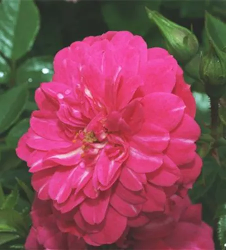 Bodendeckerrrose 'Knirps'® Bodendeckerrrose 'Knirps'®