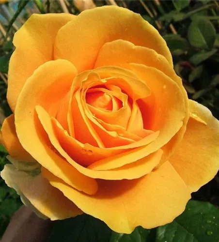 Edelrose 'Candlelight'® Edelrose 'Candlelight'®