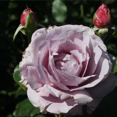 Beetrose 'Novalis'® Beetrose 'Novalis'®