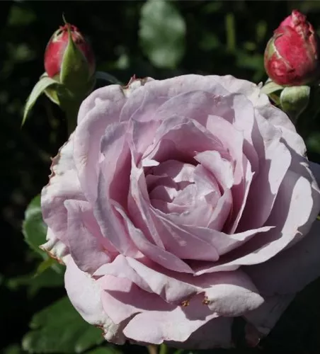 Beetrose 'Novalis'® Beetrose 'Novalis'®