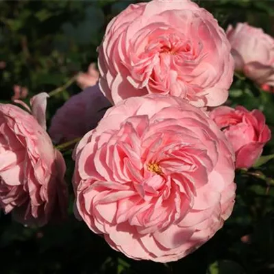 Beetrose 'Larissa'®