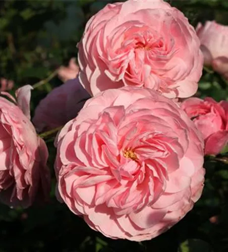 Beetrose 'Larissa'® Beetrose 'Larissa'®