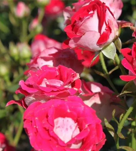 Beetrose 'Schöne Koblenzerin'® Beetrose 'Schöne Koblenzerin'®