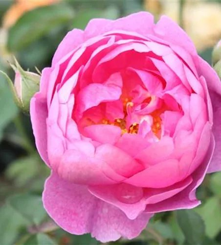 Strauchrose 'Royal Jubilee'® Strauchrose 'Royal Jubilee'®